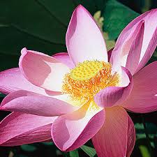 Indian Lotus Attar